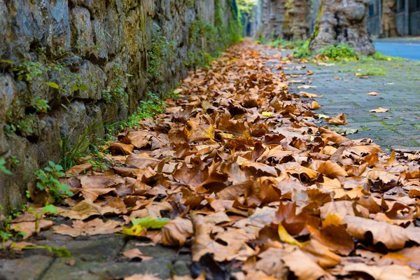 Podzimní Listí Podzim Padalo Chodník Hnědé Listí Fotografie Koncepce Konce — Stock fotografie
