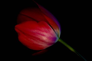 Lale siyah arka planda izole edildi. Lale arkaplan fotoğrafı. Bahar çiçekleri..