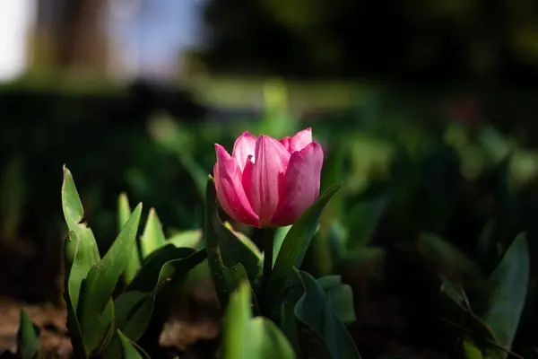 Tulipán Rosa Hermoso Tulipán Rosa Iluminado Con Luz Solar Parque —  Fotos de Stock