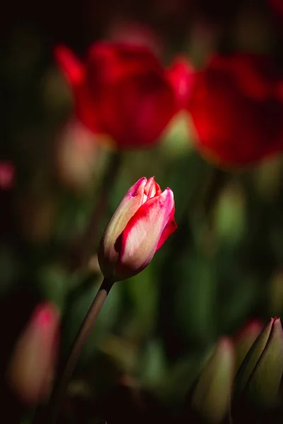 チューリップだ 垂直方向にピンクと白のチューリップの選択的な焦点 春の花物語背景写真 — ストック写真