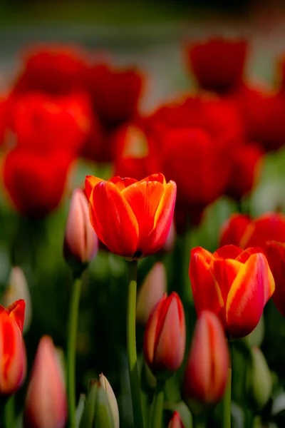 Tulipanowe Tło Pomarańczowy Żółty Tulipany Parku Wiosenny Kwiat Tła Zdjęcie — Zdjęcie stockowe