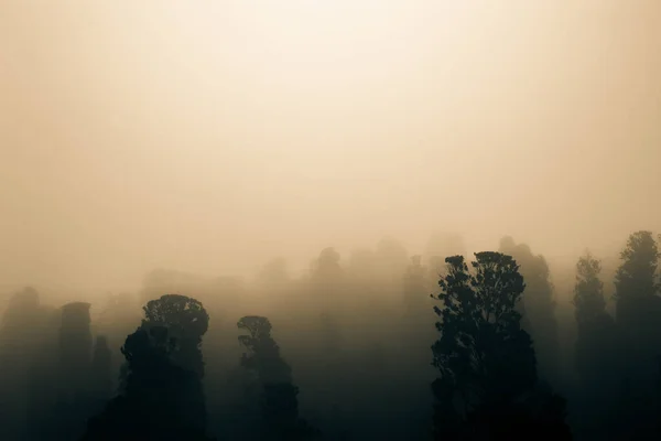 Floresta Nebulosa Sepia Colorido Floresta Temperada Tempo Nebuloso Com Espaço — Fotografia de Stock