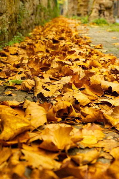 Latar belakang musim gugur. Coklat jatuh daun di jalan — Stok Foto