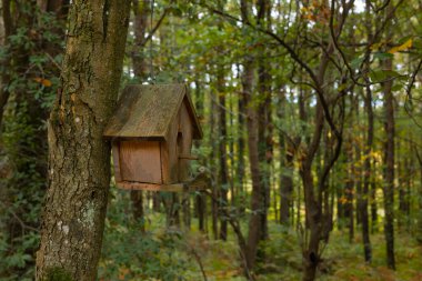 Ormandaki kuş evi. Vahşi yaşamın arka plan fotoğrafı. İnsan, sonbaharda ormanda kuş yuvası yapar. Önplanda seçmeli odak.