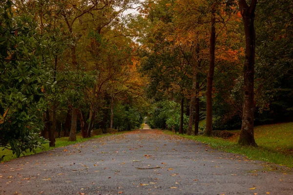 秋には森の中の道路 多色の秋は木に葉を出します 秋の背景写真 — ストック写真