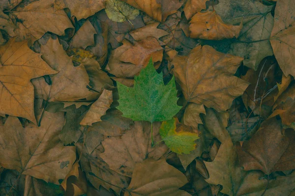Концепция Разнообразия Капризный Вид Коричневых Листьев Земле Зеленого Листа Ней — стоковое фото