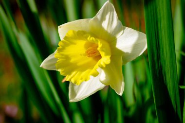 Nergis odaklı. İlkbaharda nergisin yakın görüntüsü. Bahar çiçeği arkaplan fotoğrafı.