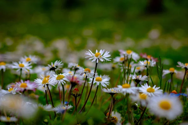 Gänseblümchen Fokus Frühlingsblüte Hintergrundbild Nahaufnahme Von Gänseblümchen Oder Kamillen Selektiver — Stockfoto