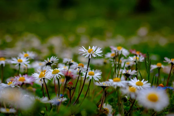 Margaridas Foco Primavera Flor Foto Fundo Vista Perto Margaridas Camomilas — Fotografia de Stock