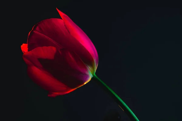 Rosa Tulpe Isoliert Auf Schwarzem Hintergrund Blume Hintergrundbild Selektiver Fokus — Stockfoto