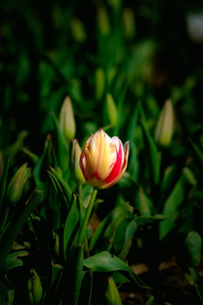 Fondo Tulipán Concepto Flor Primavera Tulipán Multicolor Parque Enfoque Selectivo —  Fotos de Stock