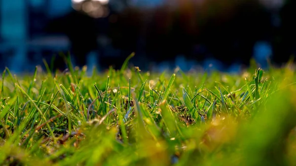 Defokussierte Gräser Blick Vom Boden Aus Naturhintergrundfoto Oder Carbon Net — Stockfoto