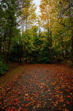 Yol kavramının sonu. Sonbaharda ormanda kahverengi yapraklarla kaplı bir yol. Hayatın sonu ya da yol konsepti fotoğrafı.
