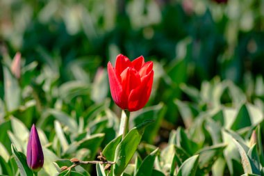 Bahar çiçekleri. Baharda parkta kırmızı lale olacak. Lale arkaplan fotoğrafı. Seçici odak.