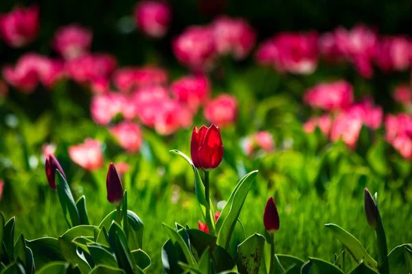 Primavera Flores Fondo Foto Hermoso Tulipán Rojo Foco Parque Primavera —  Fotos de Stock