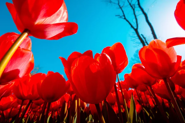 Røde Tulipaner Lav Vinkel Røde Tulipaner Fokus Spring Blossom Bakgrunnsfoto – stockfoto