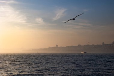 İstanbul manzaralı. Bir martıyla sisli havada İstanbul şehri manzarası. Galata kulesi ve arka planda feribot..