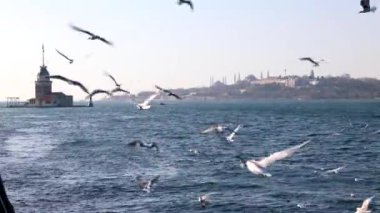 İstanbul ve martılar. İstanbul manzaralı Bakireler Kulesi veya Kiz Kulesi