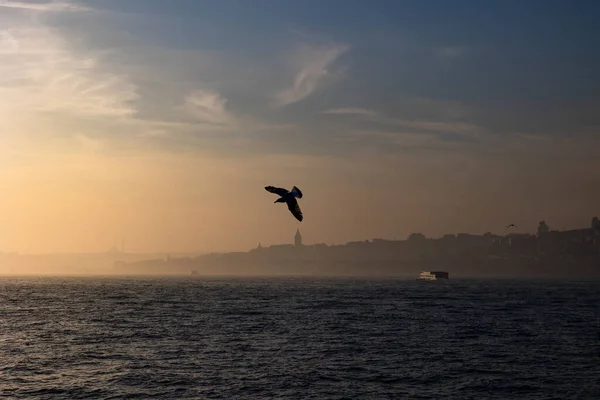 Istanbul Foto Fågel Och Galata Tower Bakgrunden Ett Lynnigt Koncept — Stockfoto