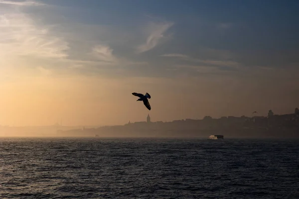 Isztambuli Fotó Egy Madár Galata Torony Háttérben Moody Koncepció Utazás — Stock Fotó