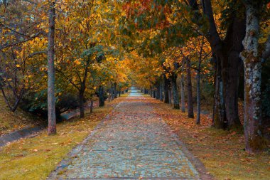 Sonbahar sahnesi. Sonbahar mevsiminde yaprakların döküldüğü ormanda bir yol. Sonbahar arkaplan fotoğrafı.