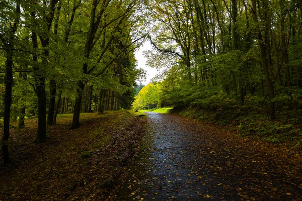 秋の森 ぬれた道と森の中の落ち葉 秋の背景写真 — ストック写真