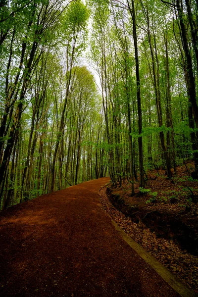 Caminho Trekking Floresta Estilo Vida Saudável Parque Natural Polonezkoy Istambul — Fotografia de Stock