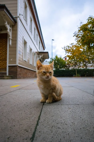 키튼은 이스탄불의 모스크의 정원에 있었습니다 이스탄불의 고양이들 — 스톡 사진