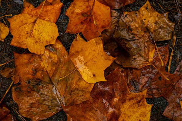 Влажная Осень Оставляет Фотографию Заднем Плане Фоновое Фото Осенью — стоковое фото