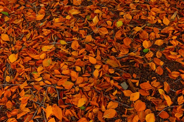 Осенние Листья Оранжевые Коричневые Опавшие Листья Фоновое Фото Высокий Угол — стоковое фото
