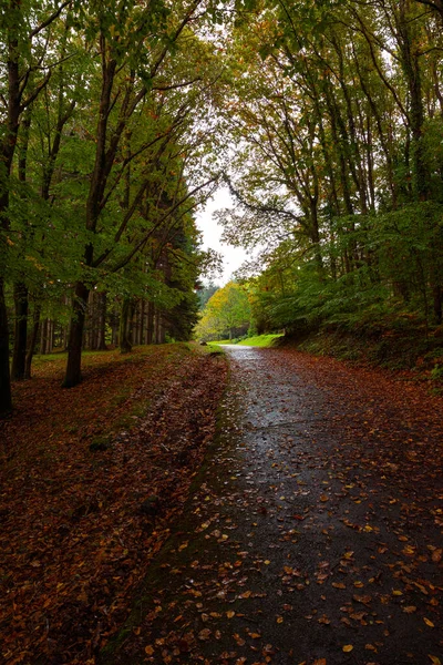 Cesta Lese Podzim Pád Lese Deštivého Počasí Spadlé Listí Silnici — Stock fotografie