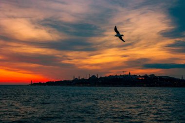 İstanbul manzarası gün batımında. İstanbul şehir manzarasının silueti ve gün batımında dramatik gökyüzü olan bir martı. gürültü dahil.
