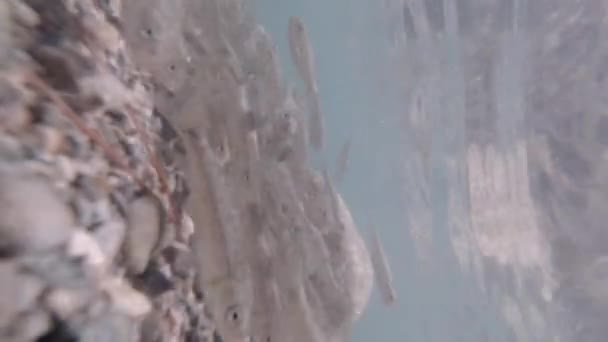 水底水晶般清澈 有鱼和卵石 自然背景4K垂直视频 — 图库视频影像