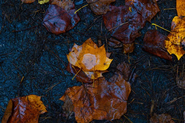 Mokré Spadané Listí Shora Podzimní Fotografie Pozadí Listoví Deštivém Dni — Stock fotografie