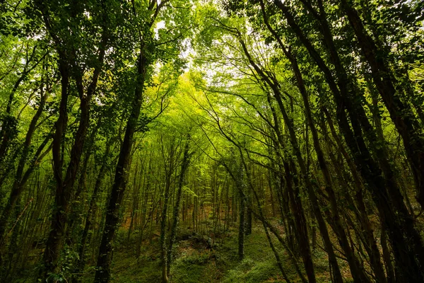 Lysande Skog Höga Träd Lummig Skog Våren Natur Eller Miljö — Stockfoto