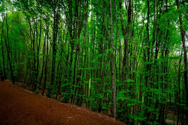 Trekking Path Lush Green Forest Springtime Healthy Lifestyle Concept — стоковое фото