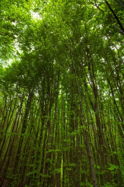 Yeşillik orman. Baharda gür ormanda uzun ağaçlar. Dikey fotoğraf.