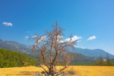 Tahıl tarlasının ortasında ölü bir ağaç ve arka planda dağlarla kaplı bir orman. Ekoloji ya da ekosistem ya da tarım ya da ormanların yok edilmesi fotografı.