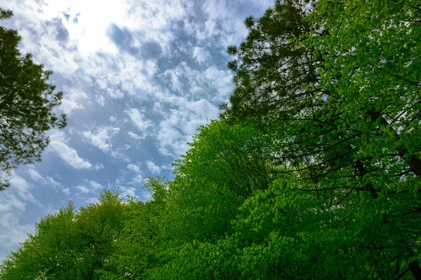 Lush Forest Cloudy Sky Sustainability Carbon Net Zero Concept Photo — Stock Photo, Image
