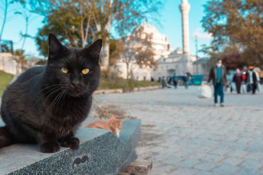 İstanbul Beyazit Meydanı 'ndaki siyah sokak kedisinin portresi. Türk kültür arkaplan fotoğrafı. 