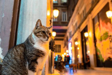 İstanbul, Istiklal Caddesi 'ndeki Suriye Çarşısı, Pasajı veya Suriye Paşası yakınlarındaki sokak kedisinin portriatı. Katstantinopolis ya da Katanopolis fotoğrafı.