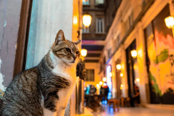 İstanbul, Istiklal Caddesi 'ndeki Suriye Çarşısı, Pasajı veya Suriye Paşası yakınlarındaki sokak kedisinin portriatı. Katstantinopolis ya da Katanopolis fotoğrafı.