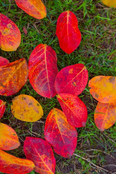 Red Foliage Autumn Autumn Background Photo Fallen Leaves Ground — стоковое фото