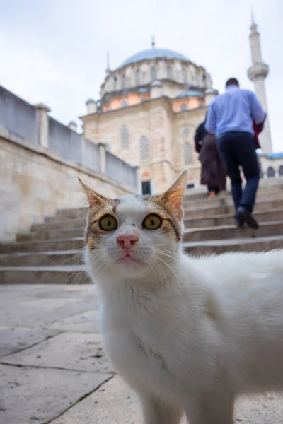 Gatos Callejeros Estambul Retrato Gato Callejero Blanco Cerca Una Mezquita — Foto de Stock