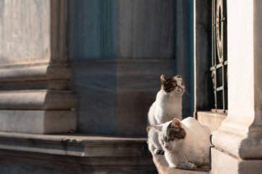 İstanbul Kedileri. İstanbul 'daki tarihi binanın yakınındaki sokak kedileri. Türk kültür konsepti fotoğrafı.