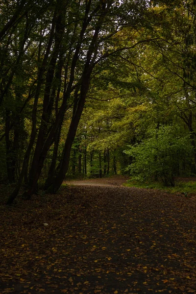 Moody Autumn View Forest Fall Season Background Photo Brown Fallen — ストック写真