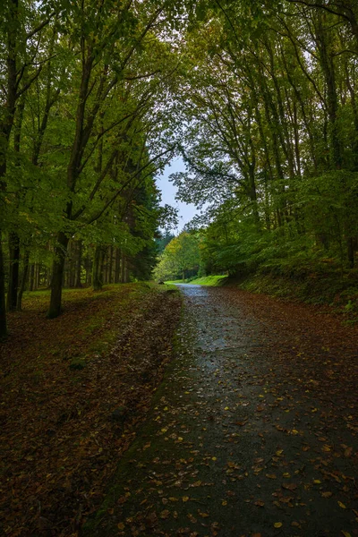 Autumn Forest View Wet Road Forest Covered Fallen Leaves Fall — ストック写真