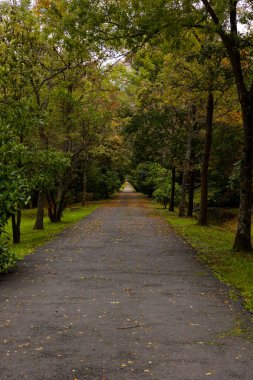 Parkta sonbahar manzarası. Sonbaharda ormanda bir yol. Sonbahar dikey arkaplan fotoğrafı. Seçici odak.