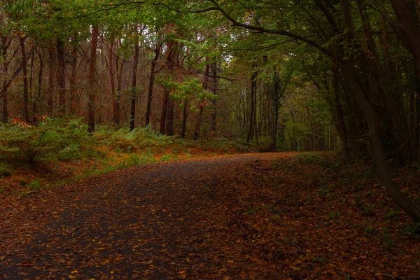 道路の森の中で機嫌が悪いビューで落ち葉で覆われた 秋の背景写真 選択的焦点 — ストック写真