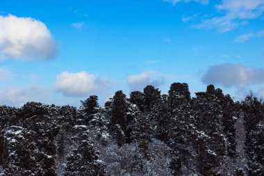 Kışın parçalı bulutlu gökyüzü olan karlı çam ormanları. Kış arkaplan fotoğrafı.